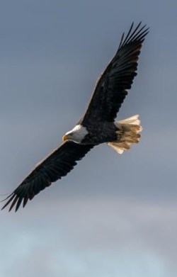 eagle